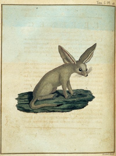 Fennec - en “Viaje a Nubia y Abisinia realizado para descubrir las fuentes del Nilo durante los años 1768 a 1772”, por James Bruce, vol. 1, París de James Bruce