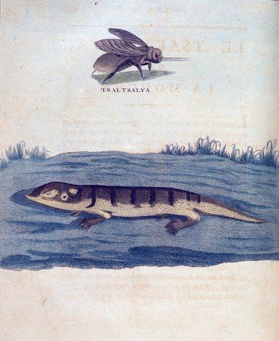 Mosca y lagarto - en “Viaje a Nubia y Abisinia realizado para descubrir las fuentes del Nilo durante los años 1768 a 1772”, por James Bruce, París de James Bruce