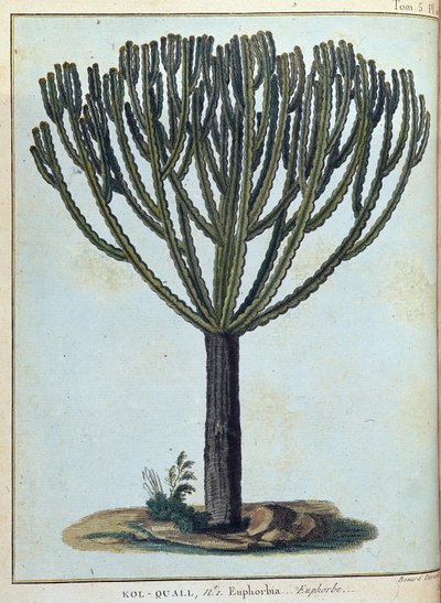 Kol-quall (Kol quall), euforbia (cactus) - en "Journey to Nubia and Abyssinia undertaken to discover the sources of the Nile during the years 1768 to 1772", por James Bruce, vol. 1, París de James Bruce
