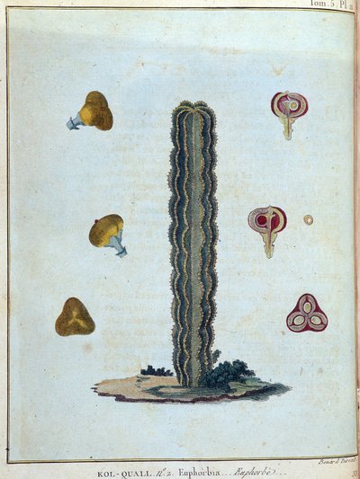 Kol-quall (Kol quall), euforbia (cactus) - en “Viaje a Nubia y Abisinia realizado para descubrir las fuentes del Nilo durante los años 1768 a 1772”, por James Bruce, vol. 1, París de James Bruce