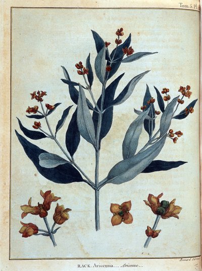 Rack, avicenne - en “Viaje en Nubia y Abisinia emprendido para descubrir las fuentes del Nilo durante los años 1768 a 1772”, por James Bruce, vol. 1, París de James Bruce