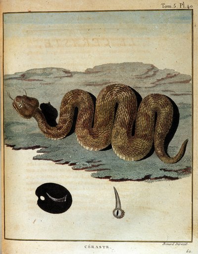 Serpiente - en "Journey to Nubia and Abyssinia undertaken to discover the sources of the Nile during the years 1768 to 1772", por James Bruce, París de James Bruce