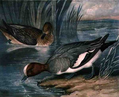 Ánades Silbones, lámina 6 de British Feather Game, grabado por Charles Turner, pub. por R. Ackermann, c.1810 de James (after) Barenger