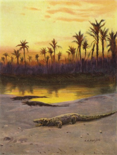 Cocodrilo (atardecer) en la orilla del Alto Nilo de James (after) Clark