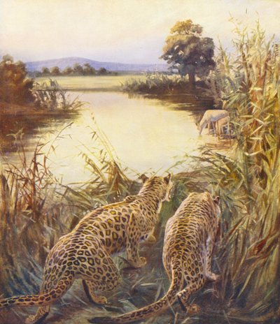 Tierra Santa: Leopardos en "El orgullo de Jordania" (litografía en color) de James (after) Clark