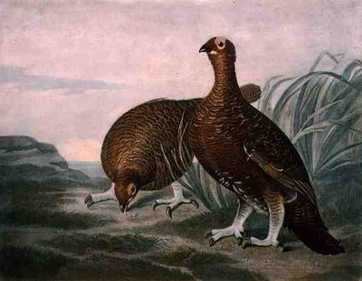 Perdiz roja, lámina 8 de British Feather Game, grabado por Charles Turner, publicado por R. Ackermann, c.1810 de James (after) Sillett