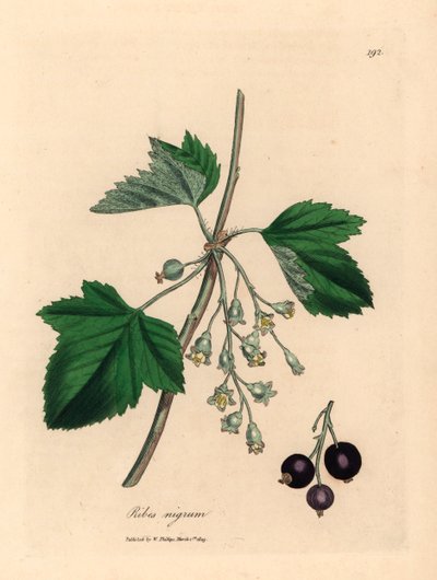 Árbol de grosella negra, Ribes nigrum, de una ilustración botánica de James Sowerby de "Medical Botany" de William Woodville y Sir William Jackson Hooker, 1832 (grabado en placa de cobre coloreada a mano) de James (after) Sowerby