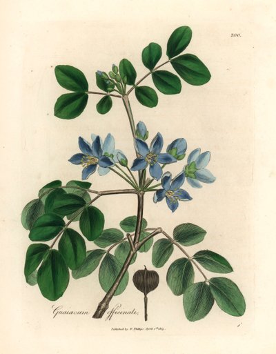 Guaiacum officinale de flores azules, de una ilustración botánica de James Sowerby de William Woodville y "Botánica médica" de Sir William Jackson Hooker 1832 (grabado en placa de cobre coloreada a mano) de James (after) Sowerby