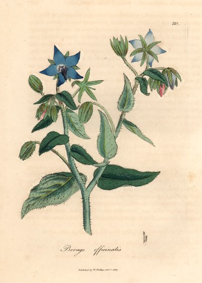 Borraja de flores azules, Borago officinalis, de una ilustración botánica de James Sowerby de "Medical Botany" de William Woodville y Sir William Jackson Hooker, 1832 (grabado en placa de cobre coloreada a mano) de James (after) Sowerby