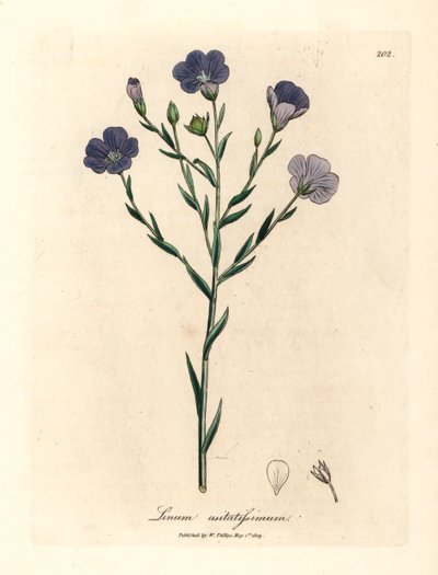 Lino de flores azules, Linum usitatissimum, de una ilustración botánica de James Sowerby de "Medical Botany" de William Woodville y Sir William Jackson Hooker, 1832 (grabado en placa de cobre coloreada a mano) de James (after) Sowerby