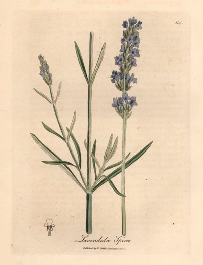 Lavanda de flores azules, Lavandula spica, de una ilustración botánica de James Sowerby de "Medical Botany" de William Woodville y Sir William Jackson Hooker, 1832 (grabado en placa de cobre coloreada a mano) de James (after) Sowerby