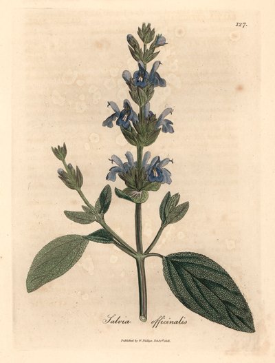 Salvia de flores azules, Salvia officinalis, de una ilustración botánica de James Sowerby de "Medical Botany" de William Woodville y Sir William Jackson Hooker, 1832 (grabado en placa de cobre coloreada a mano) de James (after) Sowerby