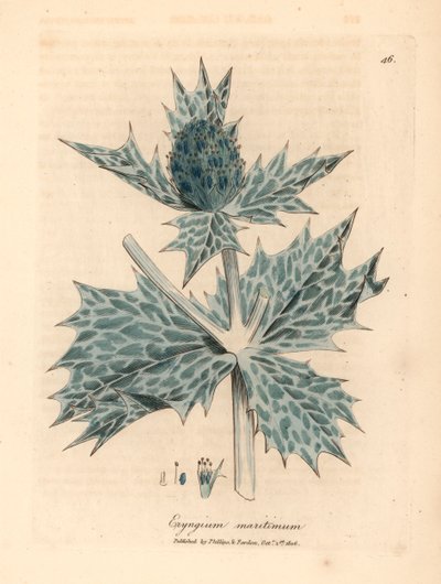 Acebo marino de flores azules o eryngo, Eryngium maritinum, de una ilustración botánica de James Sowerby de William Woodville y "Medical Botany" de Sir William Jackson Hooker 1832 (grabado en placa de cobre coloreada a mano) de James (after) Sowerby