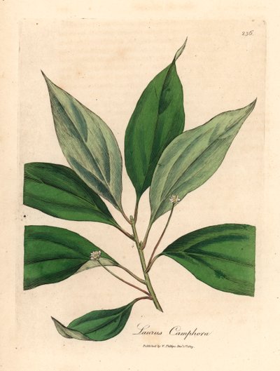 Árbol de alcanfor, Laurus camphora, de una ilustración botánica de James Sowerby de "Medical Botany" de William Woodville y Sir William Jackson Hooker, 1832 (grabado en placa de cobre coloreada a mano) de James (after) Sowerby