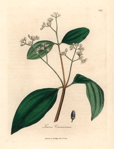 Árbol de canela, Laurus cinnamomum, de una ilustración botánica de James Sowerby de "Medical Botany" de William Woodville y Sir William Jackson Hooker, 1832 (grabado en placa de cobre coloreada a mano) de James (after) Sowerby