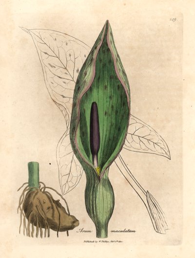 Aro común, Arum maculatum, de una ilustración botánica de James Sowerby de "Medical Botany" de William Woodville y Sir William Jackson Hooker, 1832 (grabado en placa de cobre coloreada a mano) de James (after) Sowerby