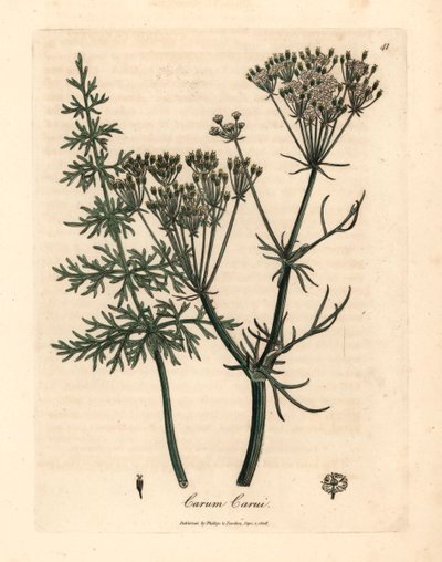Alcaravea común, Carum carui, de una ilustración botánica de James Sowerby de "Medical Botany" de William Woodville y Sir William Jackson Hooker, 1832 (grabado en placa de cobre coloreada a mano) de James (after) Sowerby