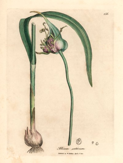 Ajo común cultivado, Allium sativum, de una ilustración botánica de James Sowerby de "Medical Botany" de William Woodville y Sir William Jackson Hooker, 1832 (grabado en placa de cobre coloreada a mano) de James (after) Sowerby