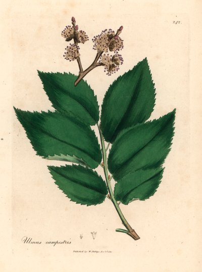 Olmo común, Ulmus campestris, de una ilustración botánica de James Sowerby de "Medical Botany" de William Woodville y Sir William Jackson Hooker, 1832 (grabado en placa de cobre coloreada a mano) de James (after) Sowerby
