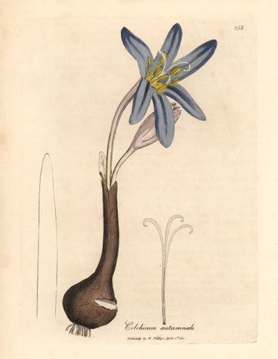 Azafrán de pradera común, Colchicum autumnale, de una ilustración botánica de James Sowerby de William Woodville y "Medical Botany" de Sir William Jackson Hooker, 1832 (grabado en placa de cobre coloreada a mano) de James (after) Sowerby