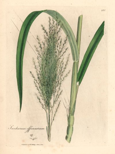 Caña de azúcar común, Saccharum officinarum, de una ilustración botánica de James Sowerby de la obra "Medical Botany" de William Woodville y Sir William Jackson Hooker de 1832 (grabado en cobre coloreado a mano) de James (after) Sowerby