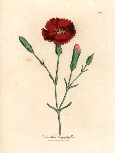 Clavel carmesí, rosa de clavo, Dianthus caryophyllus, de una ilustración botánica de James Sowerby de "Medical Botany" de William Woodville y Sir William Jackson Hooker 1832 (grabado en placa de cobre coloreada a mano) de James (after) Sowerby