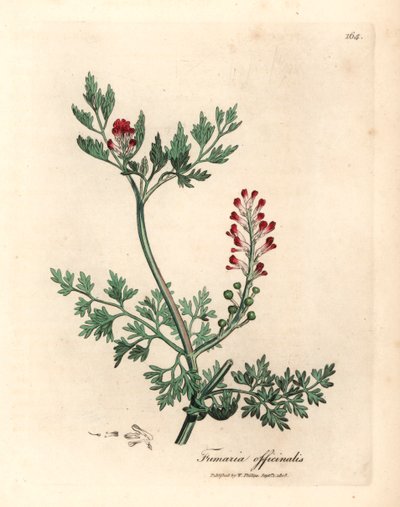 Fumitoria de flores carmesí, Fumaria officinalis, de una ilustración botánica de James Sowerby de "Medical Botany" de William Woodville y Sir William Jackson Hooker 1832 (grabado en placa de cobre coloreada a mano) de James (after) Sowerby