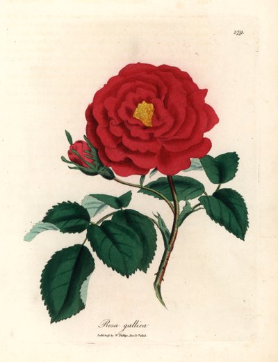 Rosa oficial carmesí, Rosa gallica, de una ilustración botánica de James Sowerby de "Medical Botany" de William Woodville y Sir William Jackson Hooker 1832 (grabado en placa de cobre coloreada a mano) de James (after) Sowerby