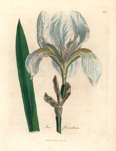 Iris florentino, Iris florentina, de una ilustración botánica de James Sowerby de "Medical Botany" de William Woodville y Sir William Jackson Hooker 1832 (grabado en placa de cobre coloreada a mano) de James (after) Sowerby