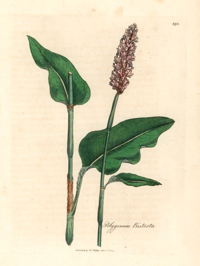 Bistorta mayor, Polygonum bistorta, de una ilustración botánica de James Sowerby de "Medical Botany" de William Woodville y Sir William Jackson Hooker, 1832 (grabado en placa de cobre coloreada a mano) de James (after) Sowerby