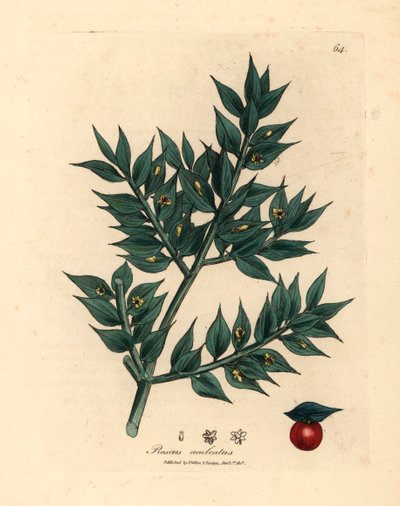 Escoba de carnicero de flores verdes, Ruscus aculeatus, de una ilustración botánica de James Sowerby de "Medical Botany" de William Woodville y Sir William Jackson Hooker 1832 (grabado en placa de cobre coloreada a mano) de James (after) Sowerby