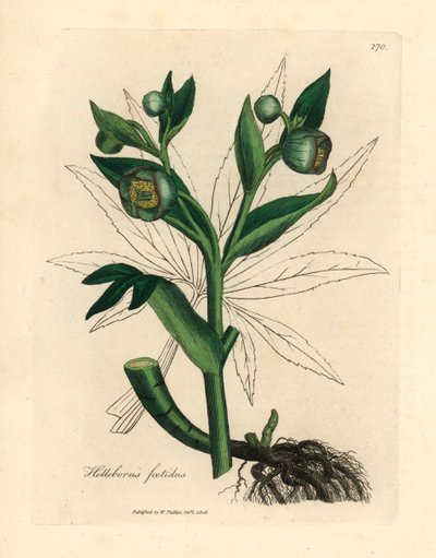 Eléboro fétido de flores verdes o pie de oso, Helleborus foetidus, de una ilustración botánica de James Sowerby de William Woodville y "Medical Botany" de Sir William Jackson Hooker 1832 (grabado en placa de cobre coloreada a mano) de James (after) Sowerby