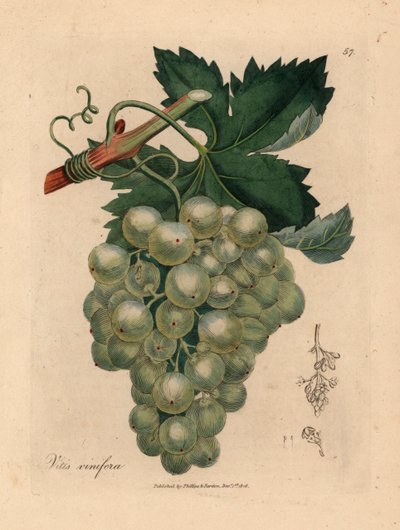 Uvas verdes, vid y hojas, Vitis vinifera, de una ilustración botánica de James Sowerby de "Medical Botany" de William Woodville y Sir William Jackson Hooker 1832 (grabado en placa de cobre coloreada a mano) de James (after) Sowerby