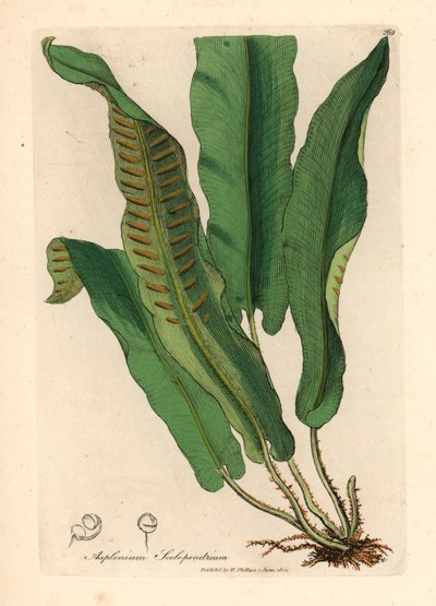 Helecho de lengua Harts, Asplenium scolopendrium, de una ilustración botánica de James Sowerby de William Woodville y "Medical Botany" de Sir William Jackson Hooker, 1832 (grabado en placa de cobre coloreada a mano) de James (after) Sowerby