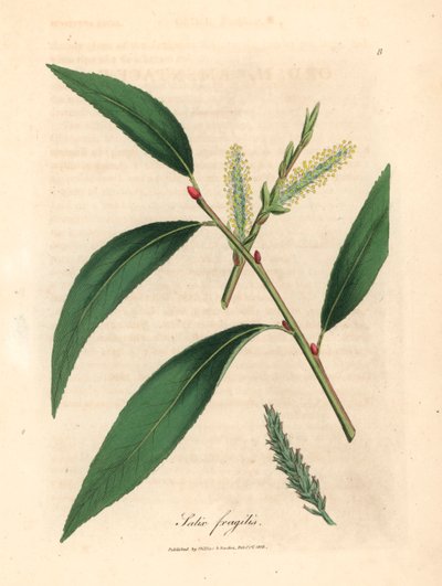 Hojas y amentos del sauce crack, Salix fragilis, de una ilustración botánica de James Sowerby de "Medical Botany" de William Woodville y Sir William Jackson Hooker 1832 (grabado en placa de cobre coloreada a mano) de James (after) Sowerby