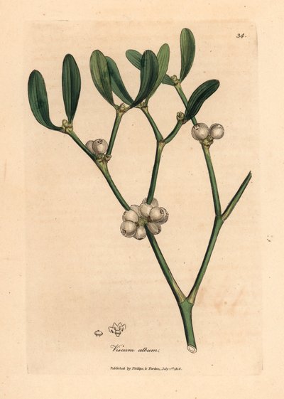 Hojas y bayas blancas de muérdago, álbum de Viscum, de una ilustración botánica de James Sowerby de "Medical Botany" de William Woodville y Sir William Jackson Hooker, 1832 (grabado en placa de cobre coloreada a mano) de James (after) Sowerby