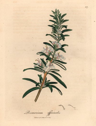 Romero de flores azul claro, Rosmarinus officinalis, de una ilustración botánica de James Sowerby de William Woodville y "Medical Botany" de Sir William Jackson Hooker 1832 (grabado en placa de cobre coloreada a mano) de James (after) Sowerby