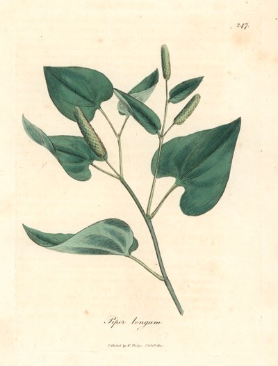 Pimienta larga, Piper longum, de una ilustración botánica de James Sowerby de "Medical Botany" de William Woodville y Sir William Jackson Hooker, 1832 (grabado en placa de cobre coloreada a mano) de James (after) Sowerby