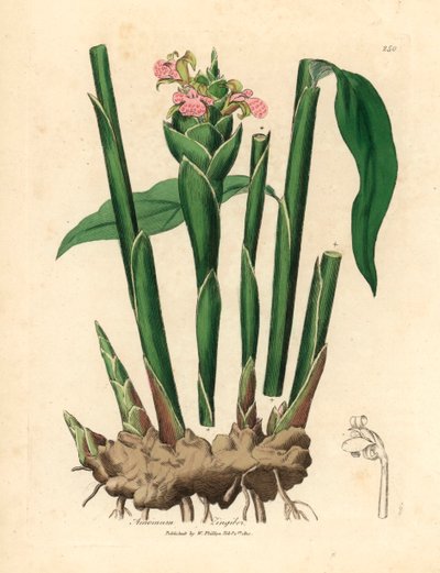 Jengibre de hoja estrecha, Zingiber officinale, de una ilustración botánica de James Sowerby de William Woodville y "Medical Botany" de Sir William Jackson Hooker, 1832 (grabado en placa de cobre coloreada a mano) de James (after) Sowerby