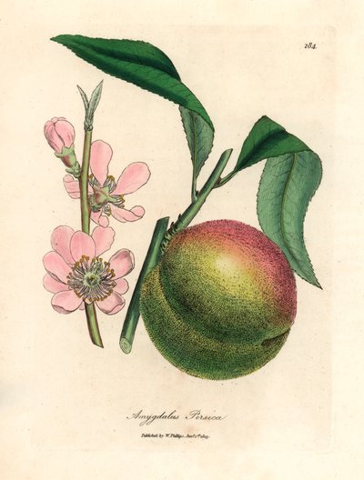 Melocotonero con fruta madura y flor rosa, Amygdalus persica, de una ilustración botánica de James Sowerby de William Woodville y "Medical Botany" de Sir William Jackson Hooker 1832 (grabado en placa de cobre coloreada a mano) de James (after) Sowerby