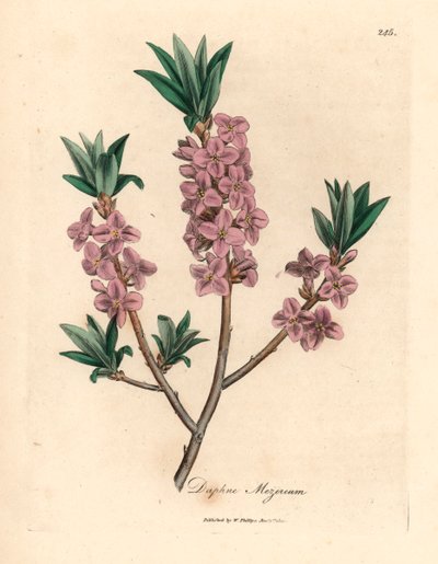 Mezereon de flores rosadas, Daphne mezereum, de una ilustración botánica de James Sowerby de "Medical Botany" de William Woodville y Sir William Jackson Hooker, 1832 (grabado en placa de cobre coloreada a mano) de James (after) Sowerby