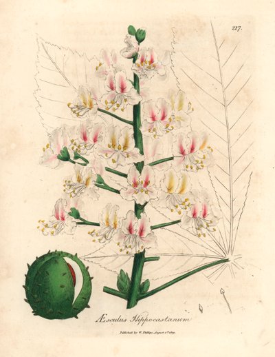 Flor rosa y fruto del castaño de Indias, Aesculus hippocastanum, de una ilustración botánica de James Sowerby de William Woodville y "Medical Botany" de Sir William Jackson Hooker 1832 (grabado en placa de cobre coloreada a mano) de James (after) Sowerby