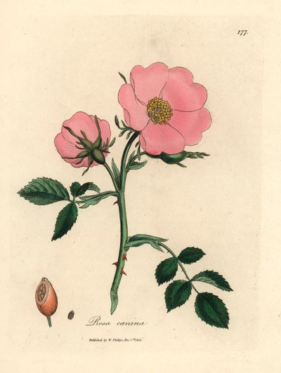 Rosa de perro rosa con rosa mosqueta, Rosa canina, de una ilustración botánica de James Sowerby de "Medical Botany" de William Woodville y Sir William Jackson Hooker 1832 (grabado en placa de cobre coloreada a mano) de James (after) Sowerby