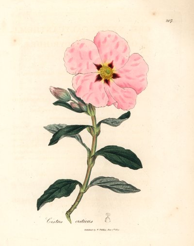 Cistus cretense de flores rosas, Cistus creticus, de una ilustración botánica de James Sowerby de William Woodville y "Medical Botany" de Sir William Jackson Hooker 1832 (grabado en placa de cobre coloreada a mano) de James (after) Sowerby