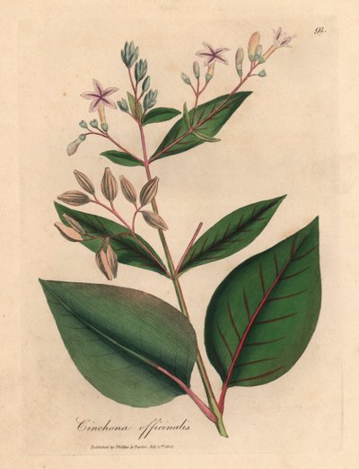 Árbol de corteza peruana de flores rosadas, Cinchona officinalis, de una ilustración botánica de James Sowerby de William Woodville y "Medical Botany" de Sir William Jackson Hooker 1832 (grabado en placa de cobre coloreada a mano) de James (after) Sowerby
