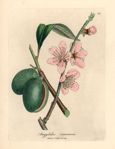 Almendro de flores rosadas, Amygdalus communis, de una ilustración botánica de James Sowerby de "Medical Botany" de William Woodville y Sir William Jackson Hooker, 1832 (grabado en placa de cobre coloreada a mano) de James (after) Sowerby