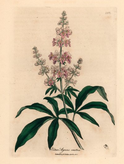 Árbol casto de flores rosadas, Vitex agnus castus, de una ilustración botánica de James Sowerby de William Woodville y "Medical Botany" de Sir William Jackson Hooker 1832 (grabado en placa de cobre coloreada a mano) de James (after) Sowerby