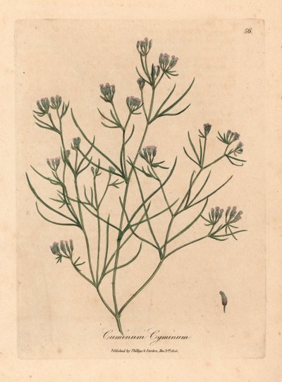 Comino de flores rosadas, Cuminum cyminum, de una ilustración botánica de James Sowerby de "Medical Botany" de William Woodville y Sir William Jackson Hooker, 1832 (grabado en placa de cobre coloreada a mano) de James (after) Sowerby