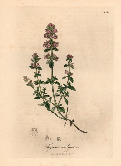 Tomillo de jardín con flores rosas, Thymus vulgaris, de una ilustración botánica de James Sowerby de William Woodville y "Medical Botany" de Sir William Jackson Hooker 1832 (grabado en placa de cobre coloreada a mano) de James (after) Sowerby