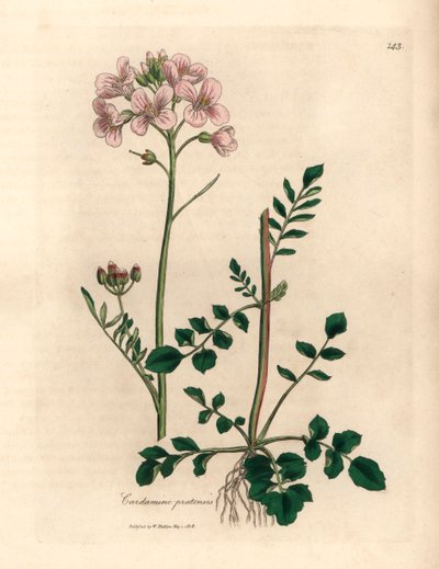 Bata de damas con flores rosadas o flor de cuco, Cardamine pratensis, de una ilustración botánica de James Sowerby de William Woodville y "Medical Botany" de Sir William Jackson Hooker 1832 (grabado en placa de cobre coloreada a mano) de James (after) Sowerby